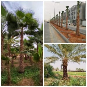 مؤسسة العمال المتقدمة لمقاولات الشبوك