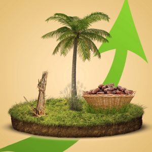 افضل زراعة نخيل في رياض